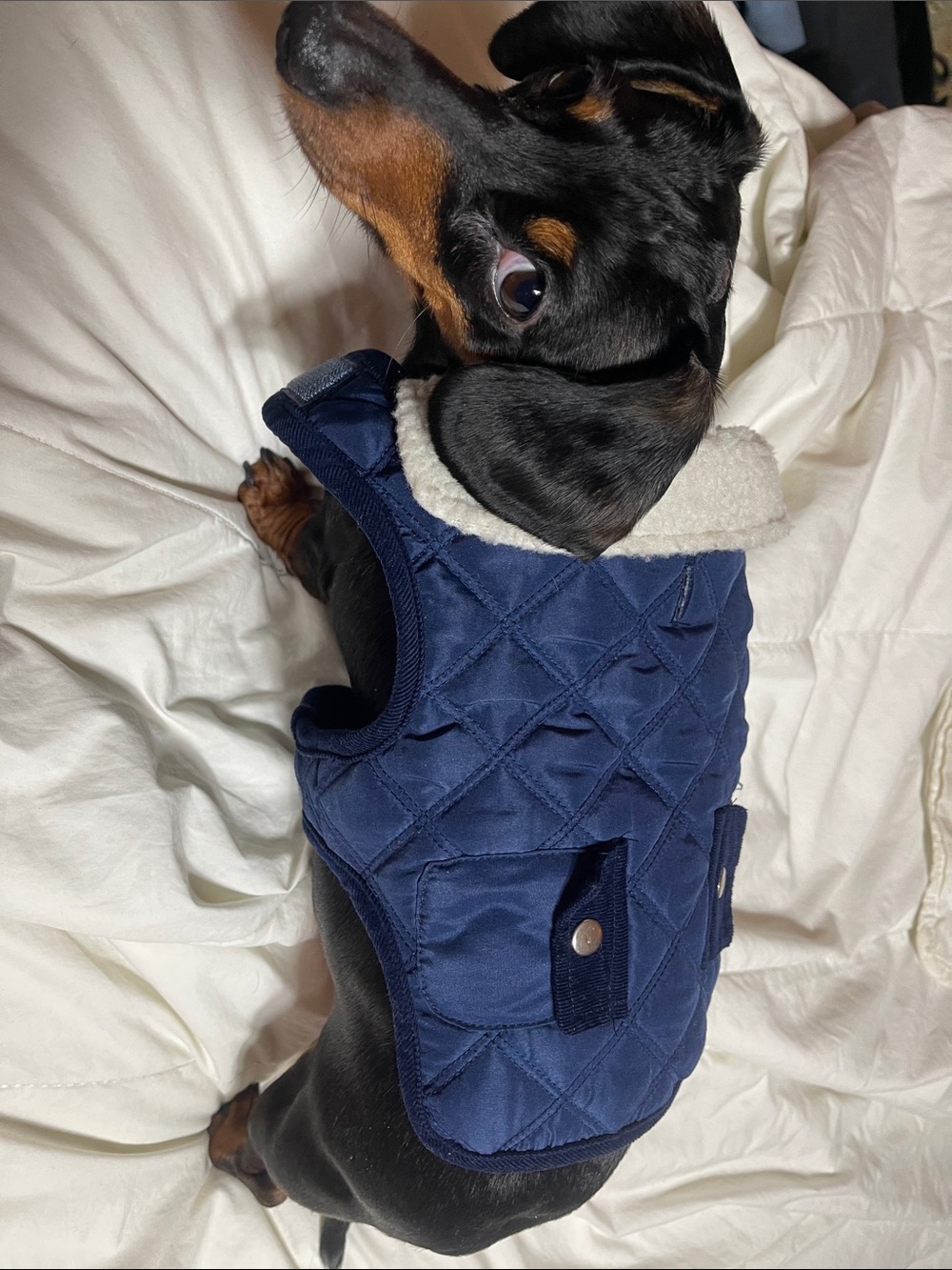 Pup Crew Navy Quilted Dog Vest with Sherpa Collar - Pet Apparel